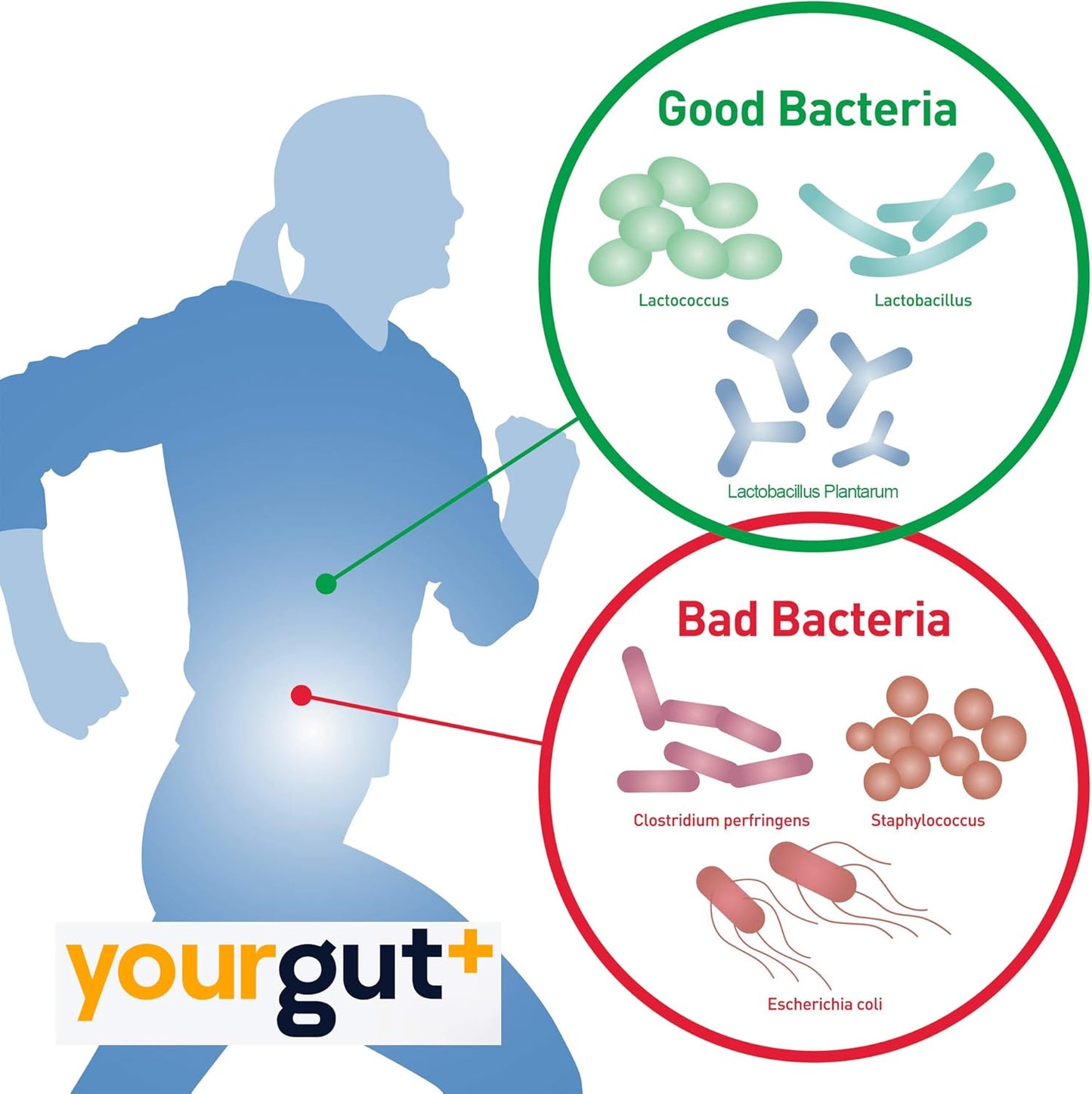 YourGutPlus+ High-Potency Probiotic – 10X More Probiotics Than Yogurt | Vegan & Gut-Friendly